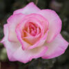 rosa princesse de monaco