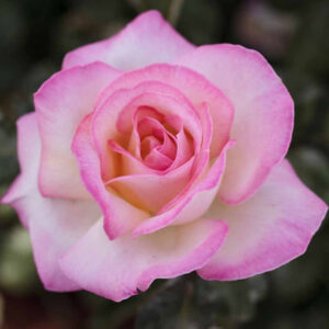 rosa princesse de monaco