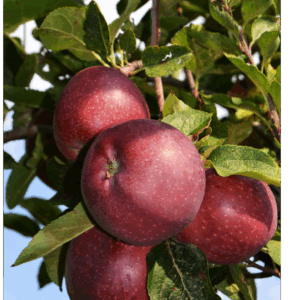 Melo Delizia Rossa