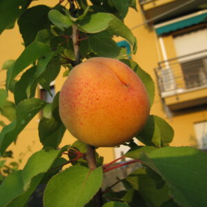 Albicocco Ivonne Liverani RADICE NUDA