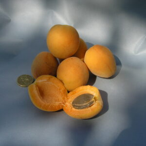 Albicocco Palummella