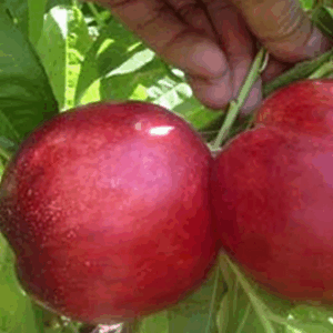 Nettarina Caldesi 2000