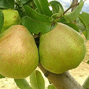 Pero Decana del Comizio