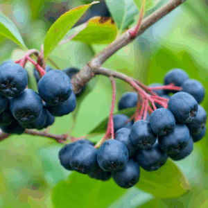 Aronia melanocarpa 'Viking'