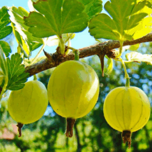 Uva Spina 'Hinnonmaki Gul'