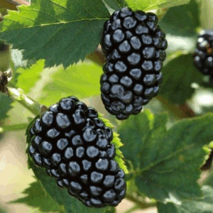 Rubus fruticosus 'Chester Thornless'