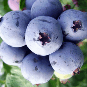 Mirtillo ‘Early Blue’