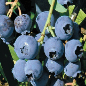 Vaccinum corymbosum 'Duke' (Mirtillo gigante americano)