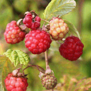 Lampone ‘Willamette’