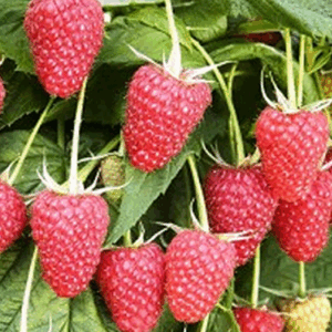 Lampone Autumn Bliss