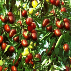 Giuggiolo Meliforme (Ziziphus jujuba ‘Meliforme’)