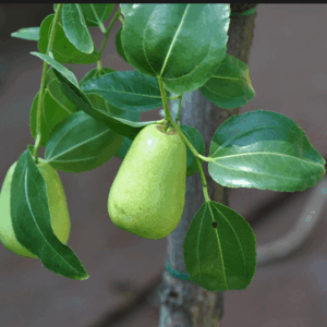 Giuggiolo Periforme (Ziziphus jujuba ‘Periforme’)
