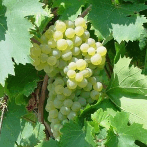 Vite Fragola Bianco (Isabella Bianca)