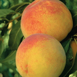 Pesca Percoca Andross