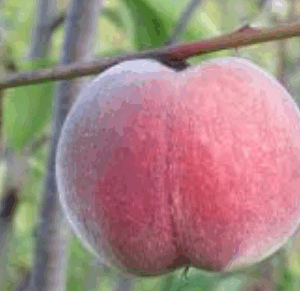 Pesco Poppa di Venere