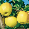 Melo Golden Delicious