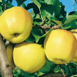 Melo Golden Delicious