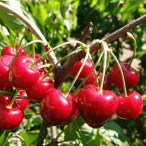 Durone dell’anella