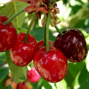 Ciliegio Dolce Bigarreau Moreau