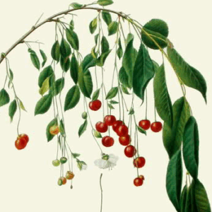 Ciliegio Dolce Pendulo