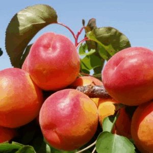 Albicocco Canino (Bulida)