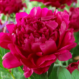Paeonia Felix Crousse