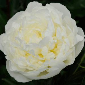 Paeonia ‘Baroness Schroeder’