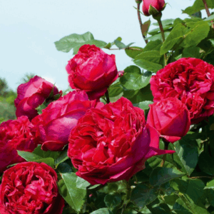 Rosa Eric Tabarly® (Red Eden Rose)