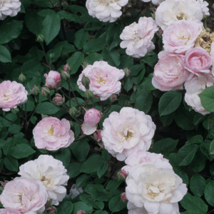Rosa Blush Noisette