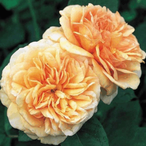 Rosa Charles Austin®