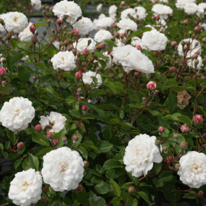 Rosa White Pet (Little White Pet) RADICE NUDA