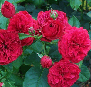 Rosa Rabelais® Rampicante Radice Nuda