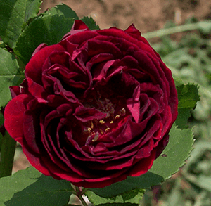 Rosa Louis Van Houtte