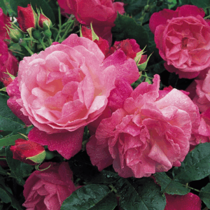 Rosa Sophie Perpetual