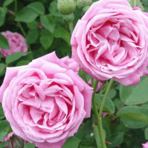 Rosa Hermosa Radice Nuda