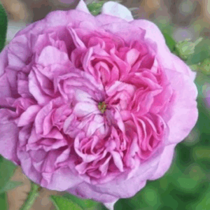 Rosa Ipsilante