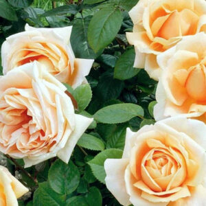 Rosa Abbaye de Cluny (Carla Crosa di Vergagni®)