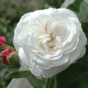 Rosa Boule de Neige