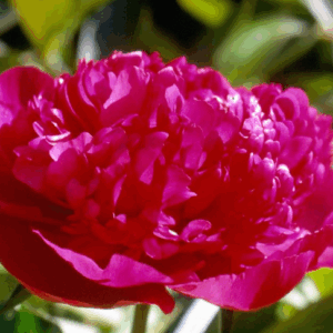 Paeonia General MacMahon