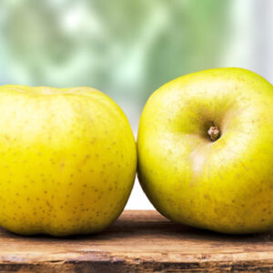 Melo Renetta di Francia