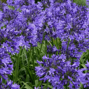 Agapanthus 'Flore Pleno'