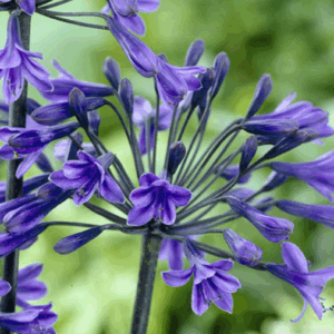 Agapanthus 'Back in Black'