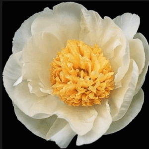 Paeonia Honey Gold