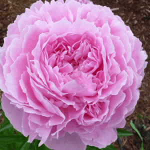 Paeonia Jacorma