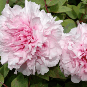 Paeonia 'Barrington Belle'
