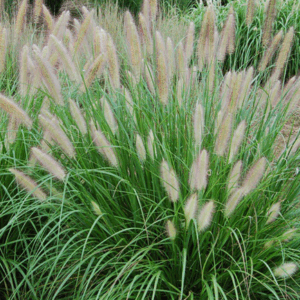 Pennisetum alopecuroides