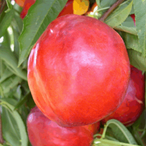 Nettarina Caldesi 2000 RADICE NUDA