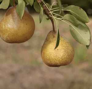Pero Martin Pescatore RADICE NUDA