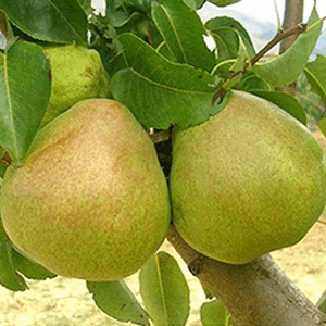 Pero Decana del Comizio