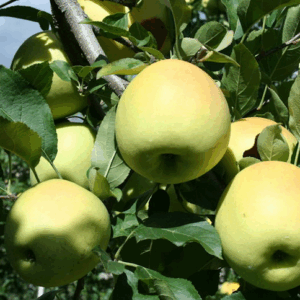 Melo Golden Delicious radice nuda